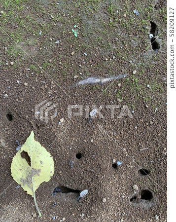 螞蟻和蟻群 螞蟻和蟻群 58209127