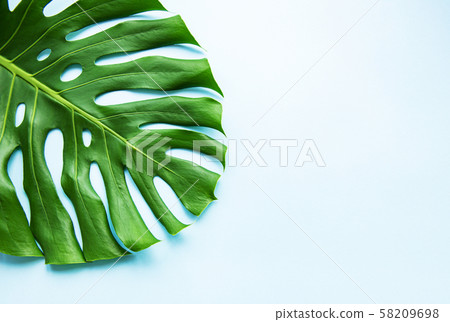 Tropical monstera leaf Tropical monstera leaf 58209698