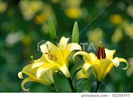 百合花 百合花 58209747