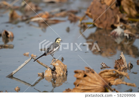 05在荷花田裡覓食 05在荷花田裡覓食 58209906