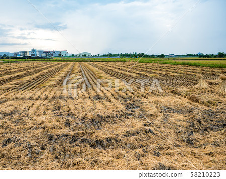 rice field harvest in summer rice field harvest in summer 58210223