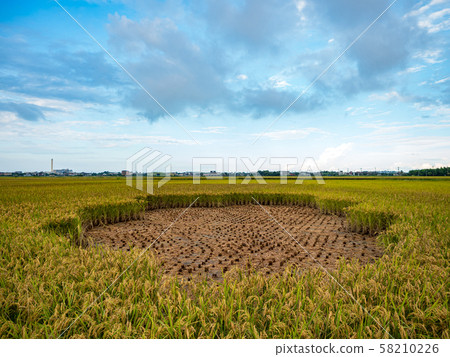 rice field harvest in summer rice field harvest in summer 58210226