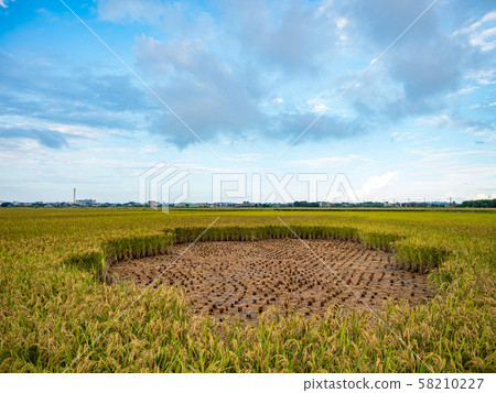rice field harvest in summer rice field harvest in summer 58210227