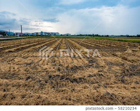 rice field harvest in summer 58210234