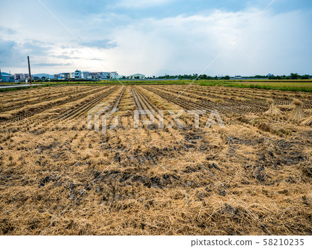 rice field harvest in summer rice field harvest in summer 58210235