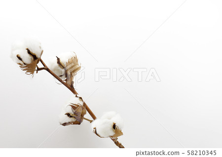 Cotton Cotton 58210345