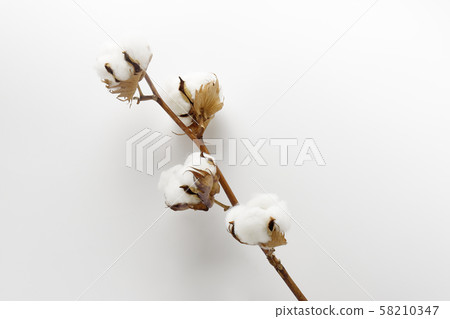 棉花 58210347