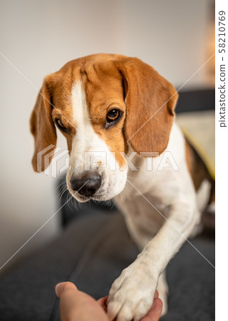 Adorable Beagle dog gives his paw on couch. 58210769