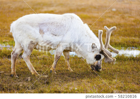Close-up of reindeer eating at Svalbard Close-up of reindeer eating at Svalbard 58210816