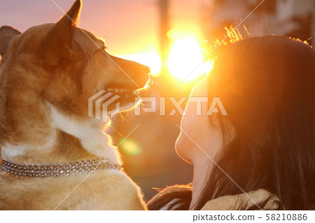 Evening dog 58210886