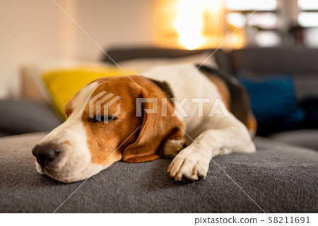 Sleeping beagle dog on sofa. Lazy day on couch Sleeping beagle dog on sofa. Lazy day on couch 58211691