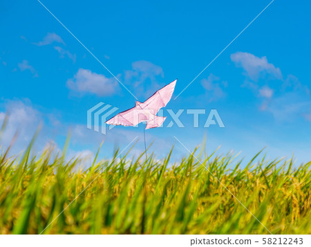 Bird chasing kite and rice field 58212243