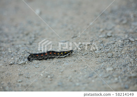 Caterpillar larva 58214149