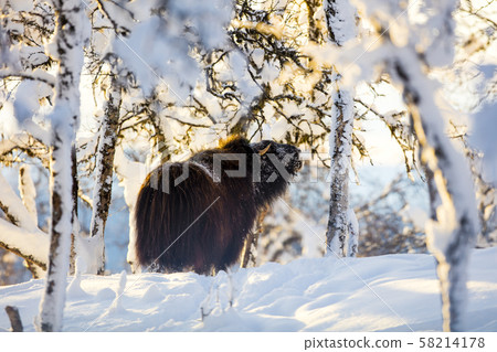 Large musk eating in the winter snow at sunset Large musk eating in the winter snow at sunset 58214178