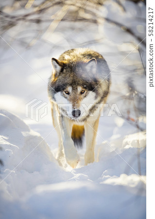 Hunting wolf with wild eyes walking in beautiful winter forest 58214217