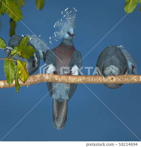 Blue crowned pigeon bird in indonesia Blue crowned pigeon bird in indonesia 58214694