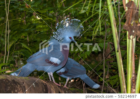 Blue crowned pigeon bird in indonesia Blue crowned pigeon bird in indonesia 58214697