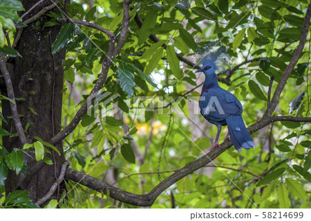 Blue crowned pigeon bird in indonesia Blue crowned pigeon bird in indonesia 58214699