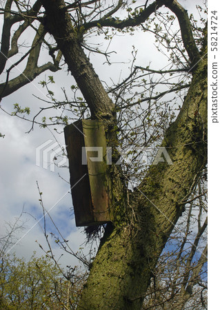 Owl nest box on tree 58214724