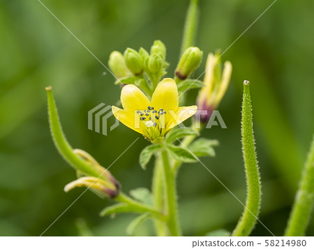 Yellow Asian Spider flower. (Cleome viscosa plant) Yellow Asian Spider flower. (Cleome viscosa plant) 58214980