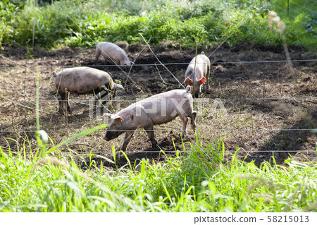 Pig farming 58215013