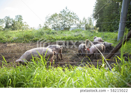 Pig farming Pig farming 58215022