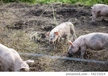 Pig farming Pig farming 58215024