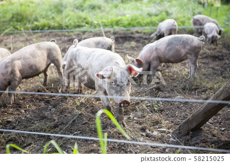 Pig farming Pig farming 58215025