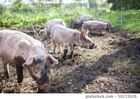 Pig farming 58215026