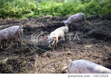 Pig farming Pig farming 58215028