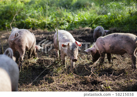 Pig farming 58215038