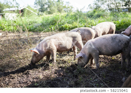 Pig farming Pig farming 58215041