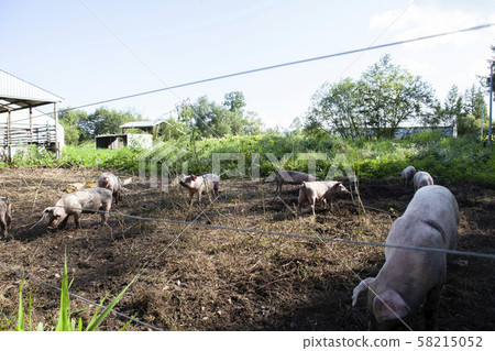 Pig farming Pig farming 58215052