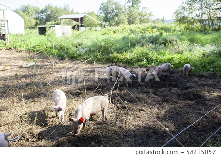 Pig farming Pig farming 58215057