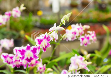 Purple dendrobium beauty blossom flower 58215397