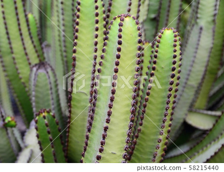 Green cactus closeup Green cactus closeup 58215440