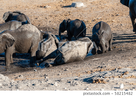 Close up of a Herd of African Elephants Bathing and Drinking in a Waterhole Close up of a Herd of African Elephants Bathing and Drinking in a Waterhole 58215482