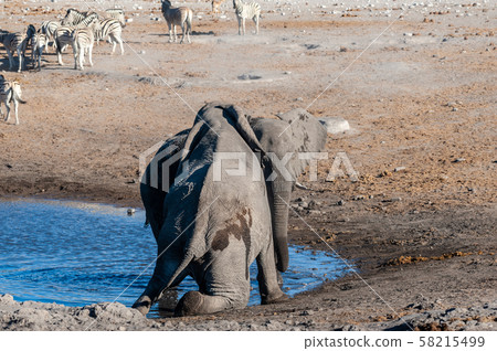 Two Male Elephants Fighting each other 58215499