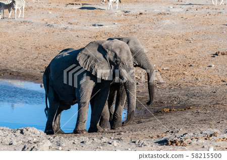 Two Male Elephants Fighting each other Two Male Elephants Fighting each other 58215500