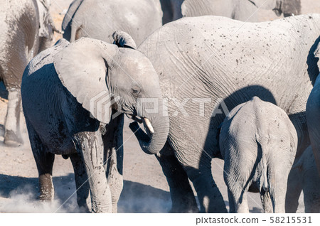 Close up of a Herd of African Elephants Bathing and Drinking in a Waterhole 58215531