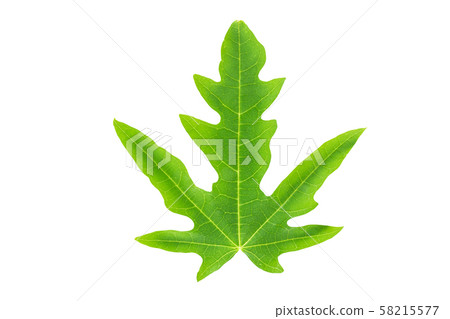 papaya leaf isolated on white background papaya leaf isolated on white background 58215577