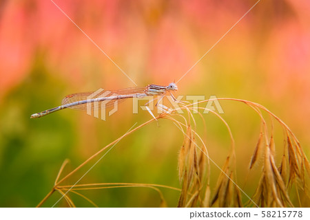Small light blue dragonfly resting on dry grass 58215778