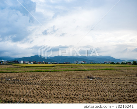rice field harvest in summer 58216241