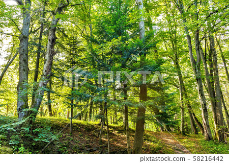 forest trees. nature green wood backgrounds Sunny forest trees. nature green wood backgrounds Sunny 58216442