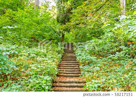 Beautiful Green Forest In Summer. Countryside Beautiful Green Forest In Summer. Countryside 58217151