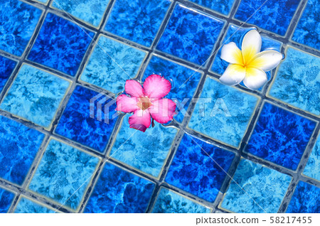 Summer image Tropical flowers floating in the pool 58217455
