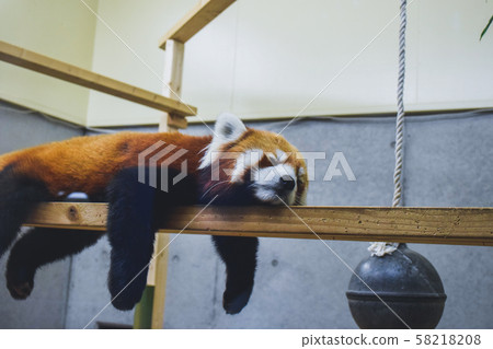 宇都森動物園的小熊貓 58218208