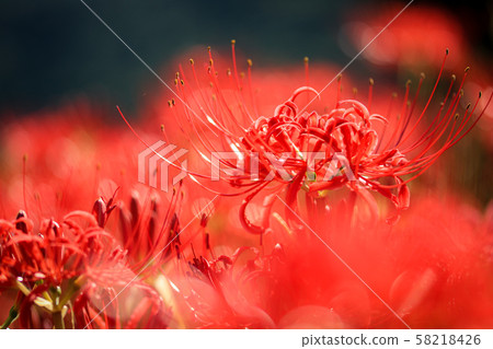 Cluster amaryllis Cluster amaryllis 58218426