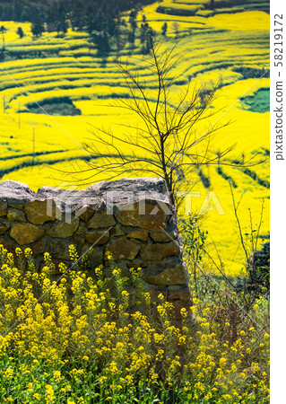 Wall brick and Rapeseed flowers at Snail farm Wall brick and Rapeseed flowers at Snail farm 58219172