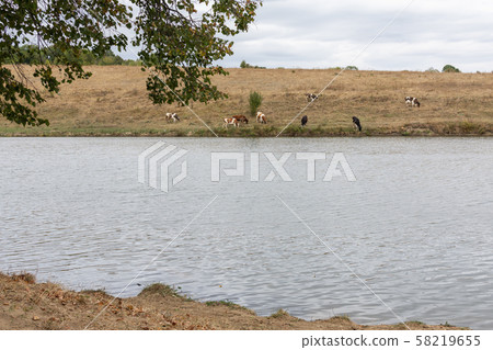 Cows graze in autumn on a meadow Cows graze in autumn on a meadow 58219655